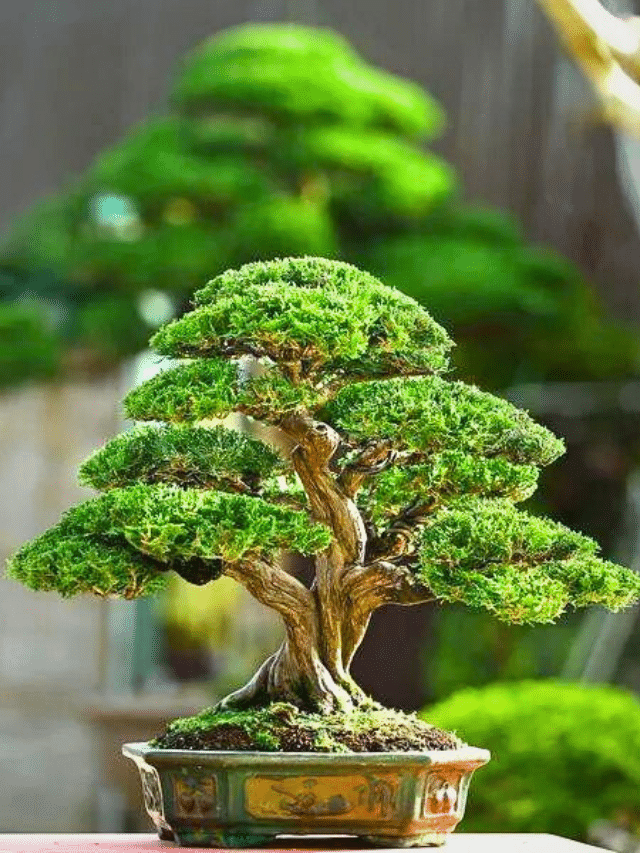 fast growing trees